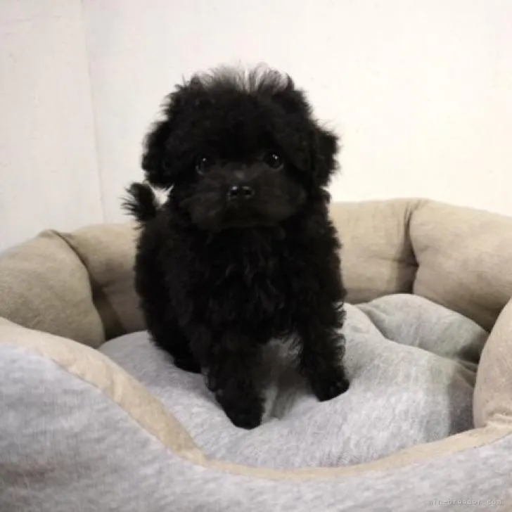 ID：2211-03638の子犬