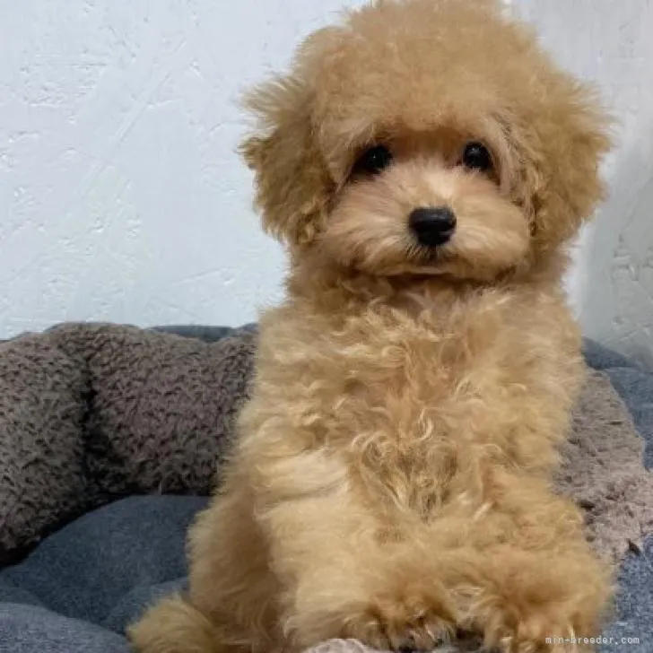 ID:2209-03115の子犬