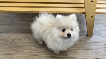 ポメラニアン【千葉県・女の子・2022年2月14日・クリーム】の写真「もっこもこでお茶目なポメラニアン女の子‼️」