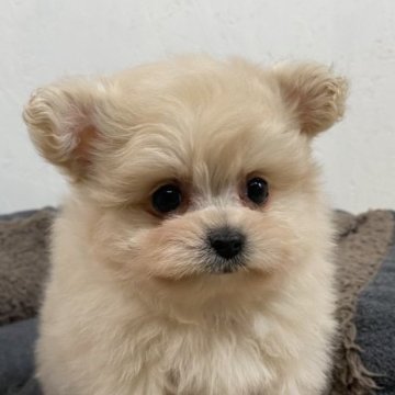 ♂タイニープードル × ポメラニアン♀【千葉県・男の子・2022年12月6日・クリーム】の写真「ふわふわもっこもこのポメプー男の子‼️」