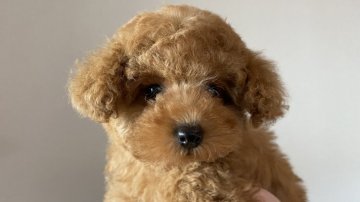 トイプードル(トイ)【千葉県・女の子・2022年2月11日・レッド】の写真「とっても人懐っこいトイプー女の子❗️」