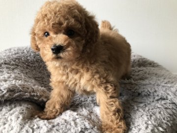 トイプードル(トイ)【千葉県・男の子・2021年2月15日・レッド】の写真「もこもこで元気な男の子❗️」