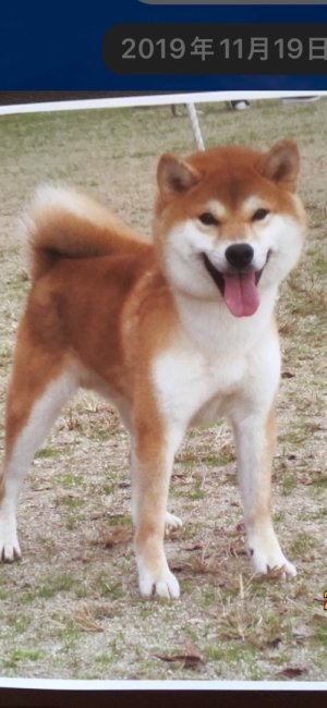高橋　哲也(たかはし　てつや)ブリーダー(広島県・柴犬・日本犬保存会/豆柴協会登録)の紹介写真4