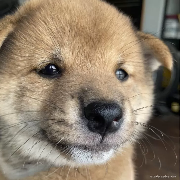 Y.O 様のお迎えした子犬