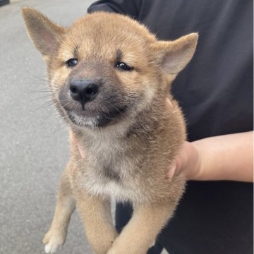 柴犬(標準サイズ)【広島県・女の子・2025年7月31日・申請予定の毛色】の写真「おっとりした性格の女の子です。」