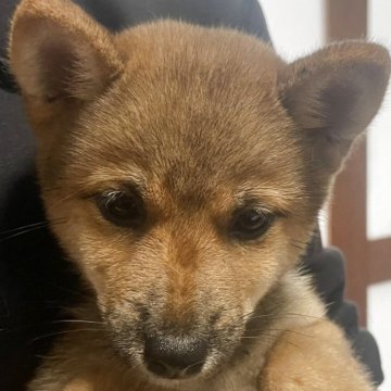 柴犬(豆柴)【広島県・女の子・2025年7月10日・ゴマ】の写真「おっとりした性格の女の子です♪」