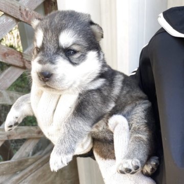 ガーベリアンシェプスキー(ハスキー×シエパードハスキー))【北海道・女の子・2025年10月5日・濃いシルバーホワイトになりそうです。】の写真「オオカミに似たとっても優しいお利口な犬種です。」