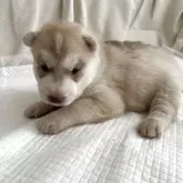 シベリアンハスキー