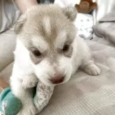 シベリアンハスキー