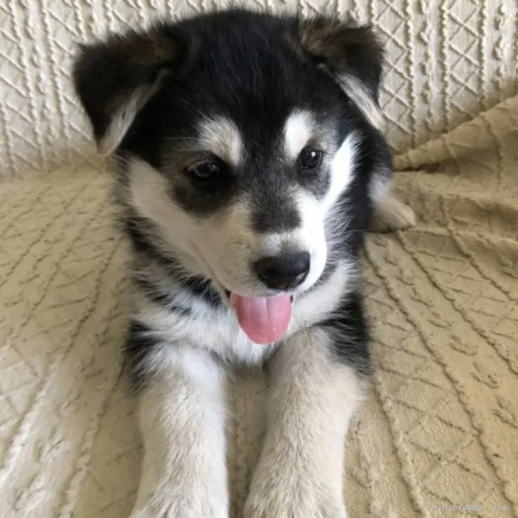 ID:2306-04159の子犬