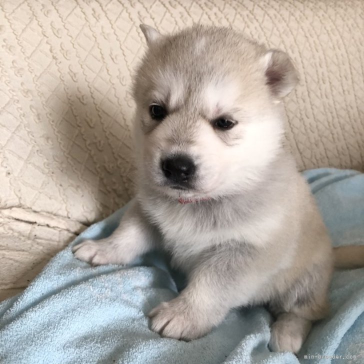 dog_img_1_187548f87e68.jpg