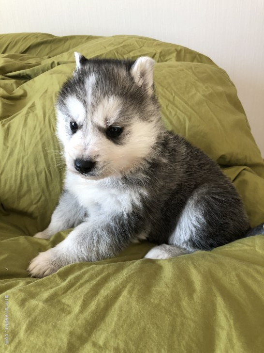 シェプスキー Husky Shepherd 北海道 男の子 21年12月25日 ブラック ホワイト スイスホワイトシェパードとホワイト ハスキー子犬です みんなのブリーダー 子犬id 21