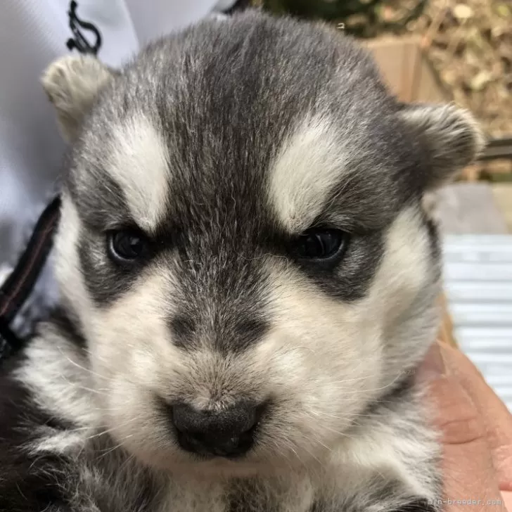 H.Ｉ 様のお迎えした子犬