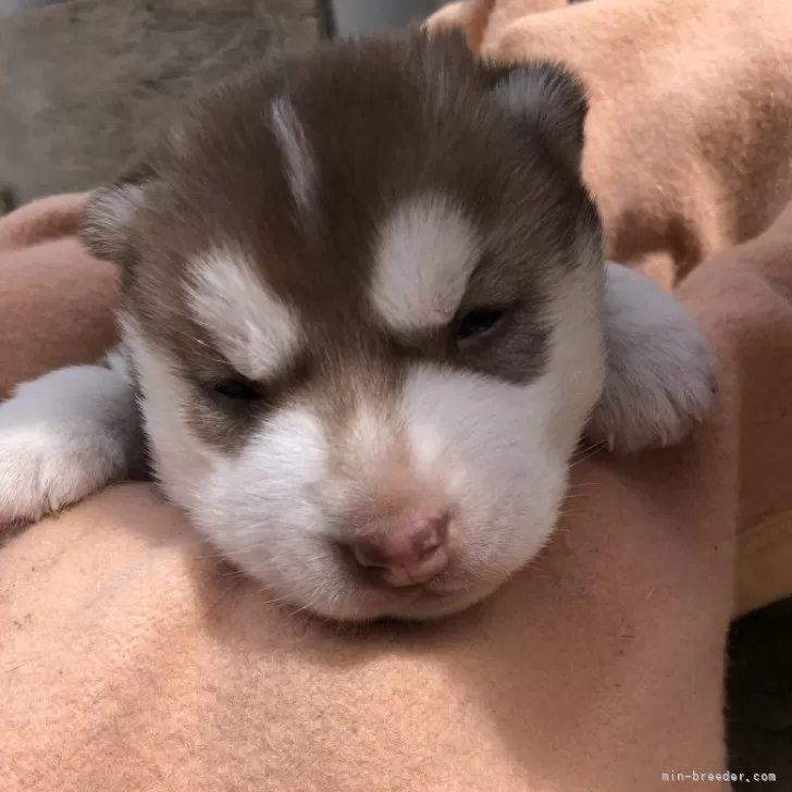 ID:2404-04838の子犬
