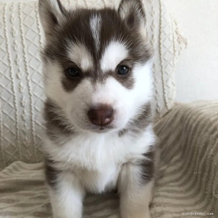 ID:2310-04979の子犬