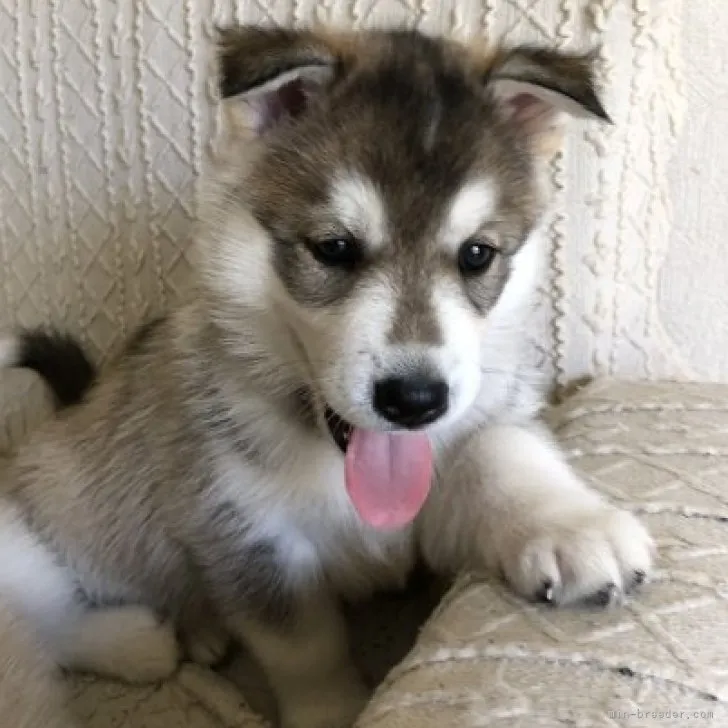 ID:2305-05095の子犬