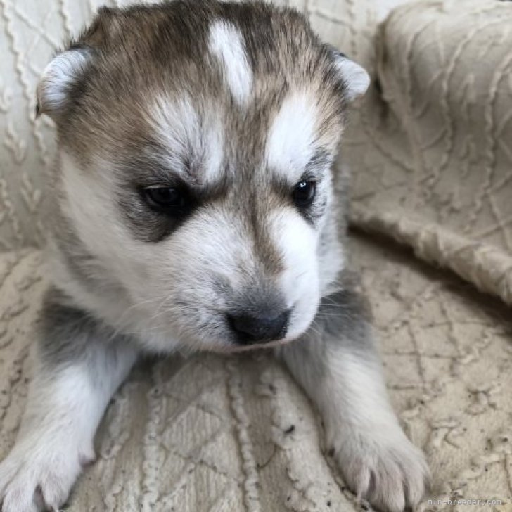しろい犬 ホワイトシェパード ハスキー(シェプスキー )【北海道・女の子