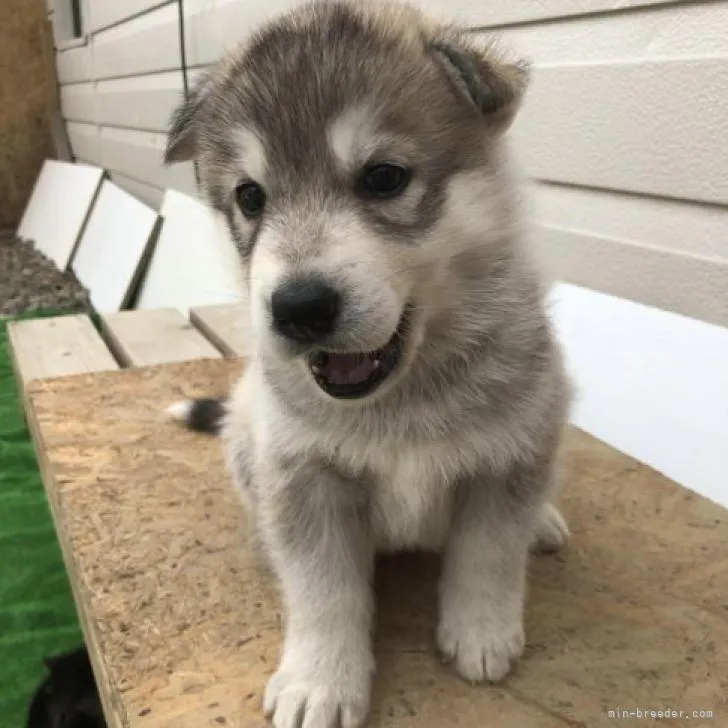 ID:2206-03360の子犬