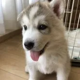 シェプスキー (husky × shepherd)【北海道・男の子・2023年5月13日・ホワイト&シルバー】の写真1「美しき男の子です。6月19日撮影」