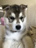 シェプスキー (husky × shepherd)【北海道・女の子・2023年5月13日・シルバー ホワイト】の写真2「おすまし顔　6月19日撮影」
