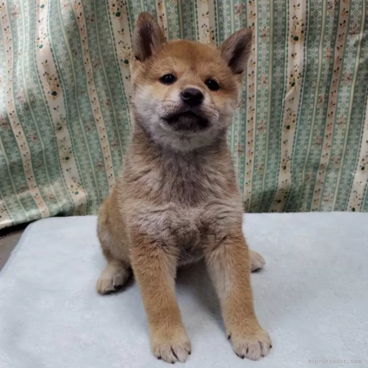 柴犬(標準サイズ)【茨城県・男の子・2024年12月24日・赤】の写真1