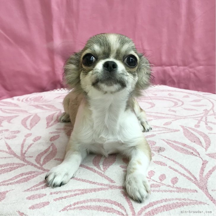 ブリーダー画像