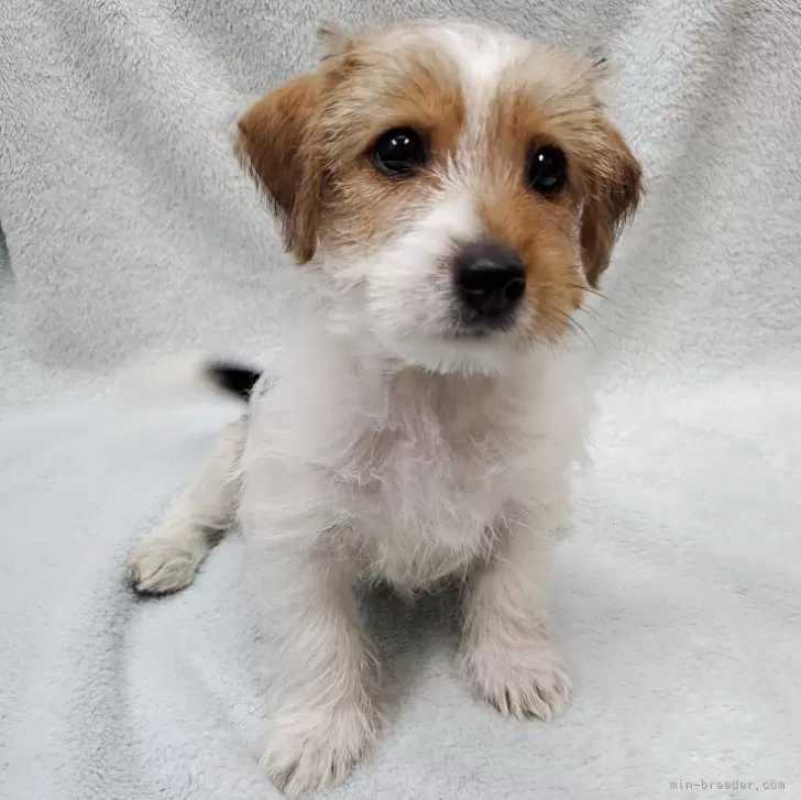 T.K 様のお迎えした子犬