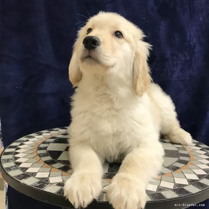 ひとみ 様のお迎えした子犬