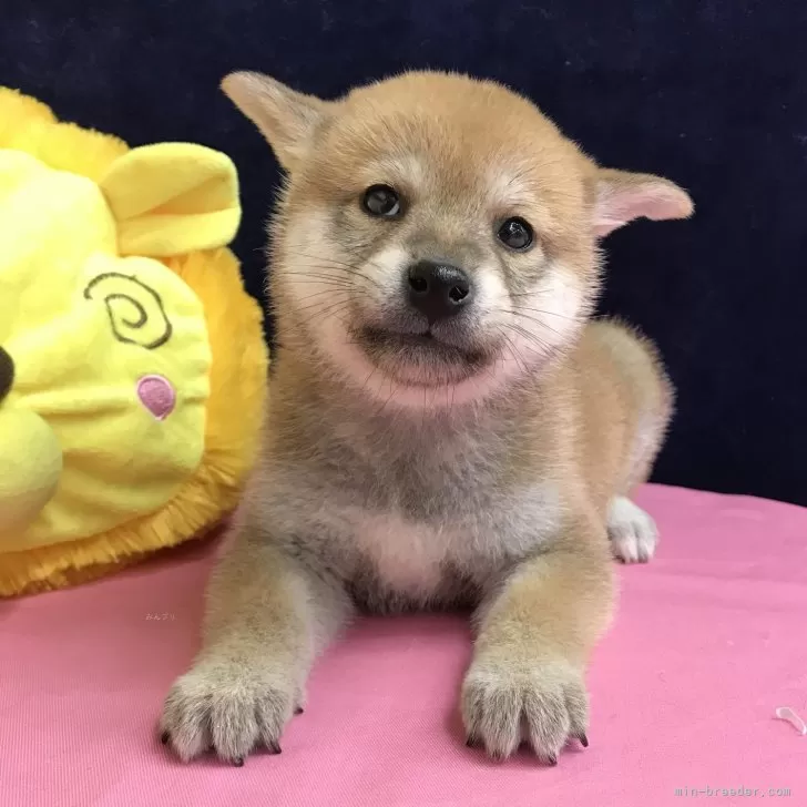 ID:2411-05560の子犬