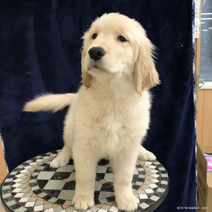 Y.H 様のお迎えした子犬