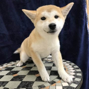 柴犬(標準サイズ)【茨城県・男の子・2024年10月22日・赤】の写真「可愛い男の子です」