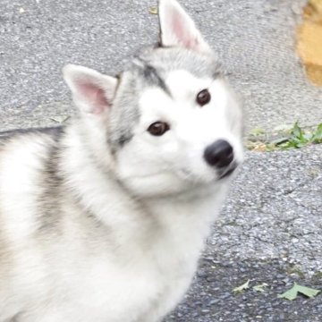 シベリアンハスキー【茨城県・男の子・2024年6月21日・シルバー】の写真「良血統です♪」