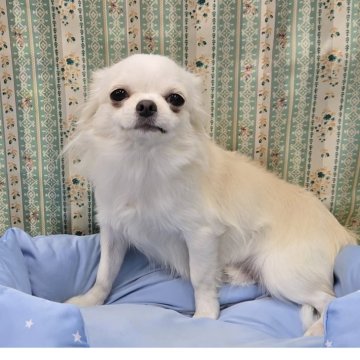 チワワ(ロング)【茨城県・男の子・2025年1月30日・クリームホワイト】の写真「人懐こい甘えん坊男子です♪」
