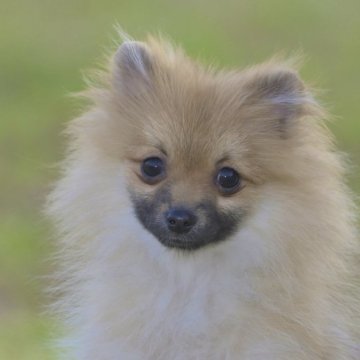 ポメラニアン【茨城県・女の子・2025年6月30日・オレンジ】の写真「明るくて人懐こい女の子です」