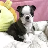 ボストンテリア