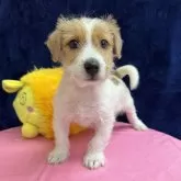 ジャックラッセルテリア