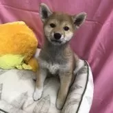 柴犬(標準サイズ)
