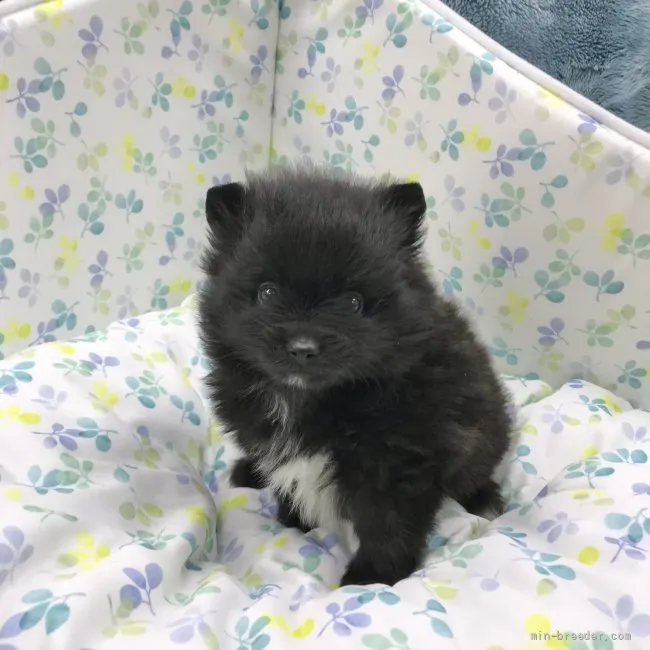 ID:2112-03497の子犬