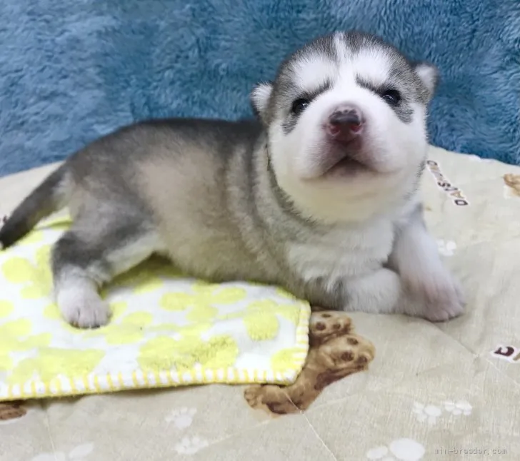 ID:2202-02984の子犬
