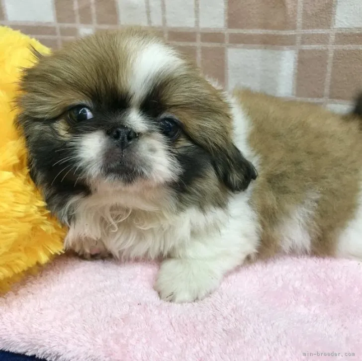 ID:2308-00866の子犬
