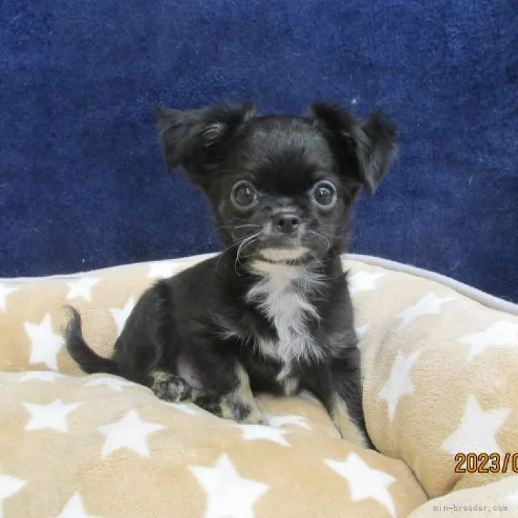 ID:2307-00243の子犬