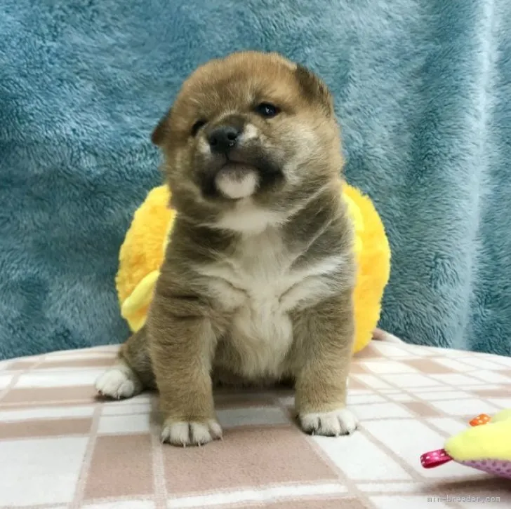 くま 様のお迎えした子犬