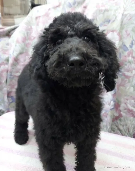 ID:2201-01286の子犬
