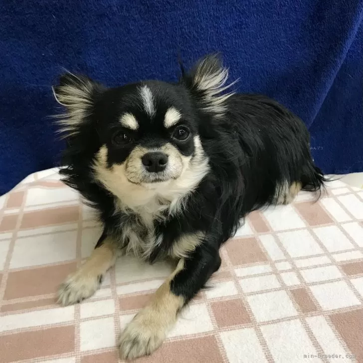 ID:2305-04998の子犬