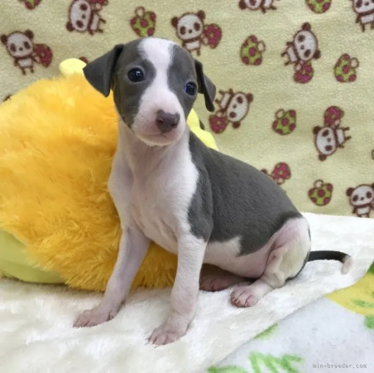 ID:2309-02255の子犬