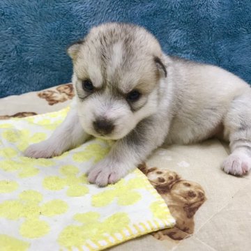 シベリアンハスキー【茨城県・男の子・2022年2月2日・シルバー】の写真「良血統です♪」