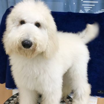 スタンダードプードル【茨城県・男の子・2023年3月30日・ホワイト】の写真「性格◎！甘えん坊な優しい子です。」