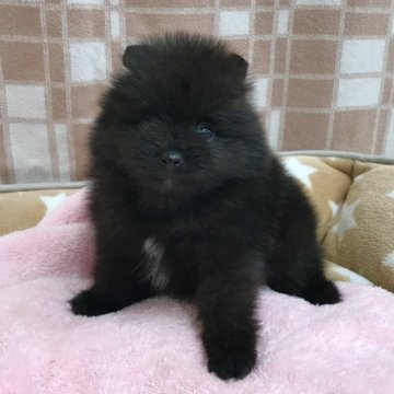 ポメラニアン【茨城県・男の子・2023年10月5日・ブラック】の写真「愛嬌たっぷり！元気系の子です。」