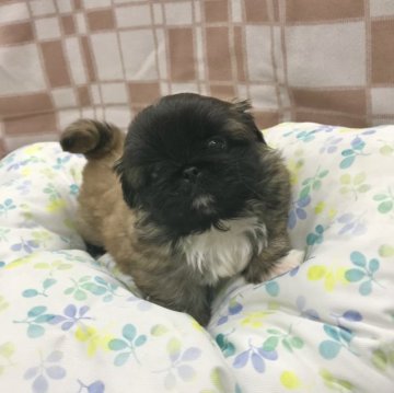 ペキニーズ【茨城県・男の子・2022年11月24日・フォーン】の写真「お父さんはチャンピオン犬です！」