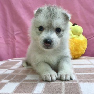 シベリアンハスキー【茨城県・男の子・2024年6月21日・シルバー】の写真「良血統です♪」